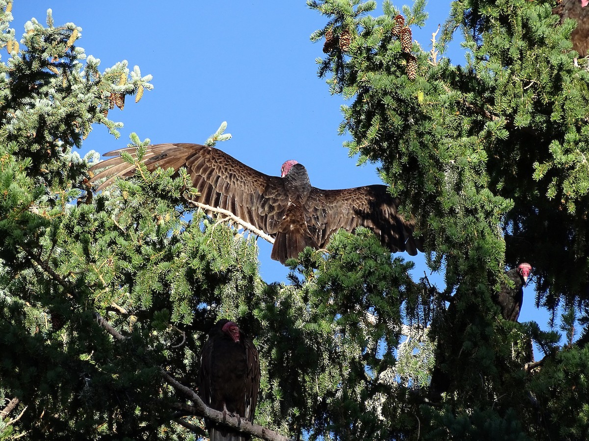 Turkey Vulture - ML293369271