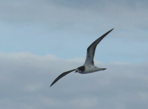 Petrel de Galápagos - ML293369471