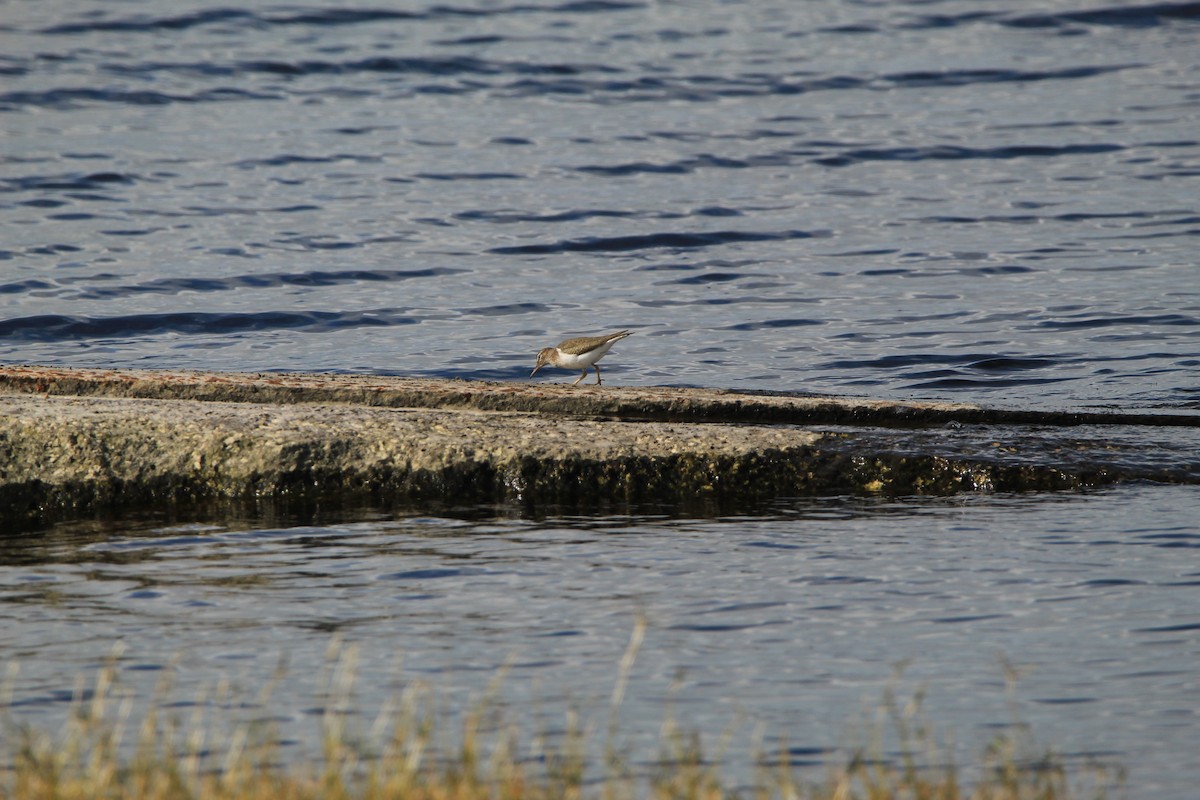 Spotted Sandpiper - ML293370331