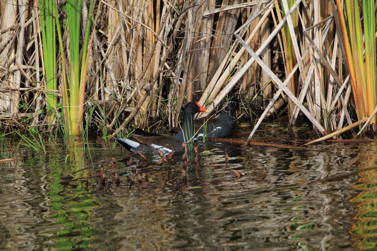 Common Gallinule - ML293371211