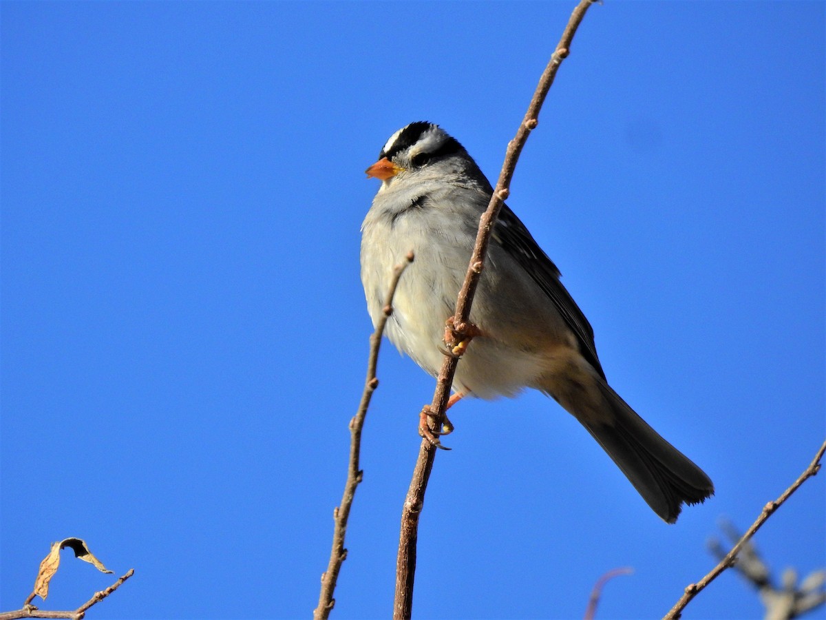 White-crowned Sparrow - Pat McGrane