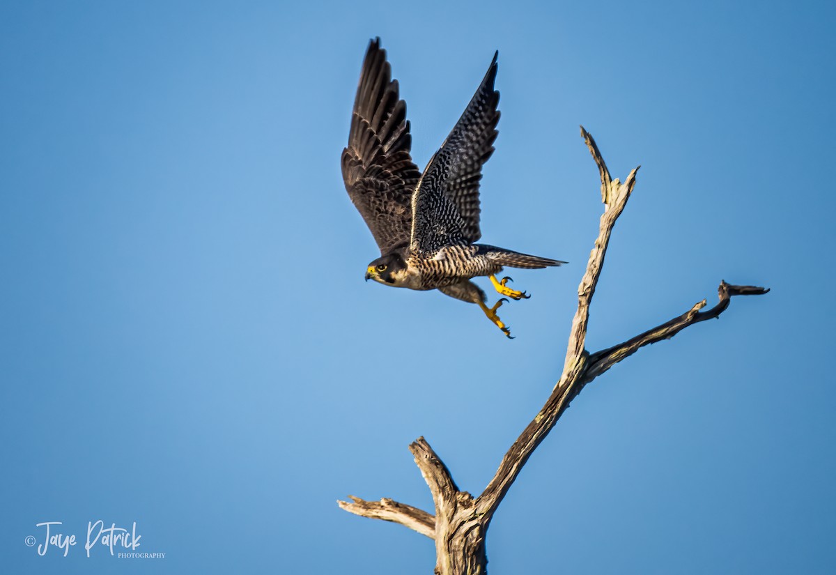 Peregrine Falcon - ML293373171