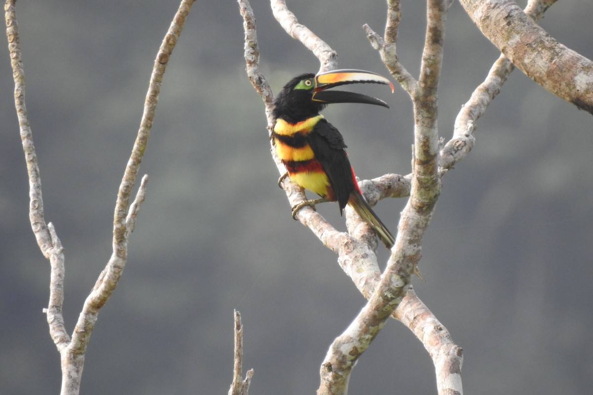 Many-banded Aracari - ML293373321