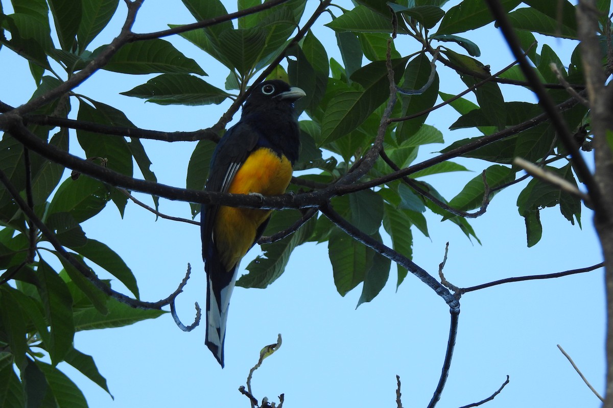 Trogon à queue blanche - ML293373581