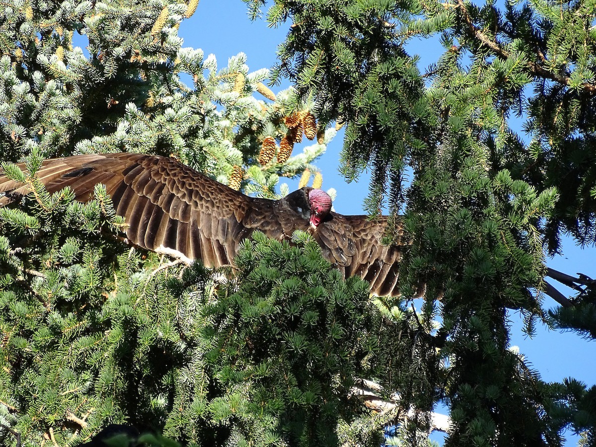 Turkey Vulture - ML293374081