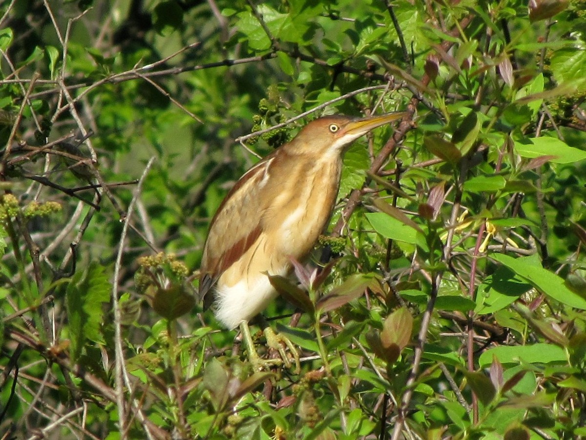 Least Bittern - Ken Hodonsky