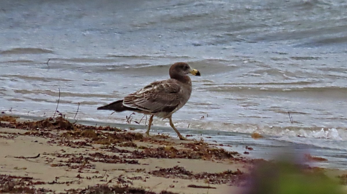 Gaviota de Tasmania - ML293375971