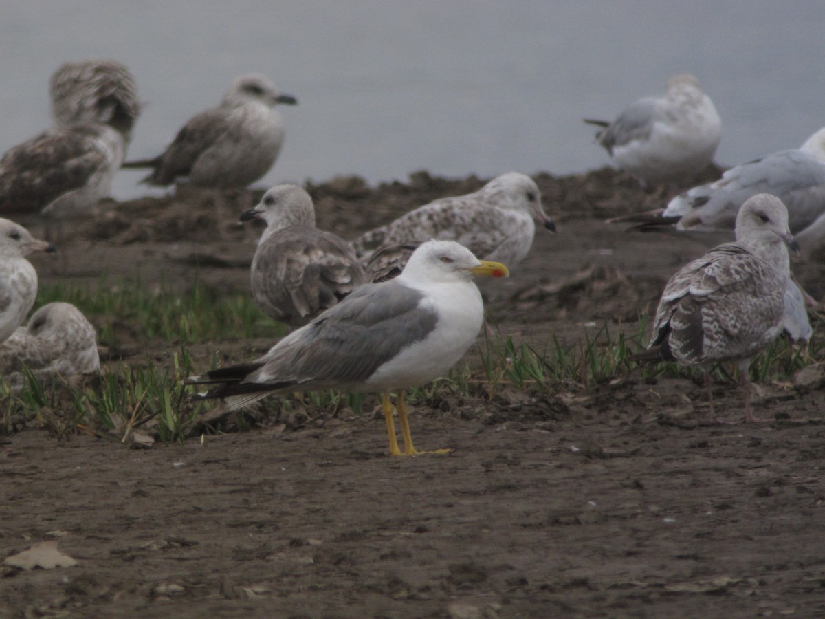 Yellow-legged Gull - ML293376371