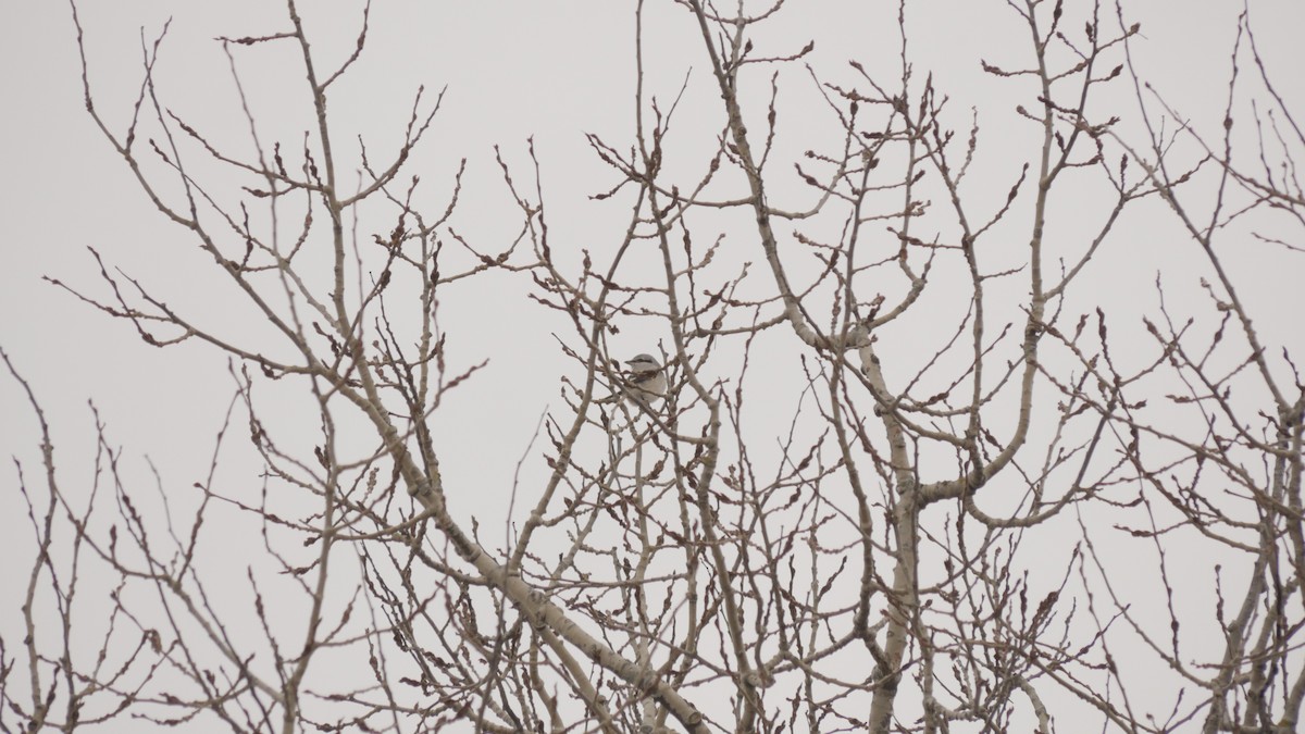 Northern Shrike - ML293376551