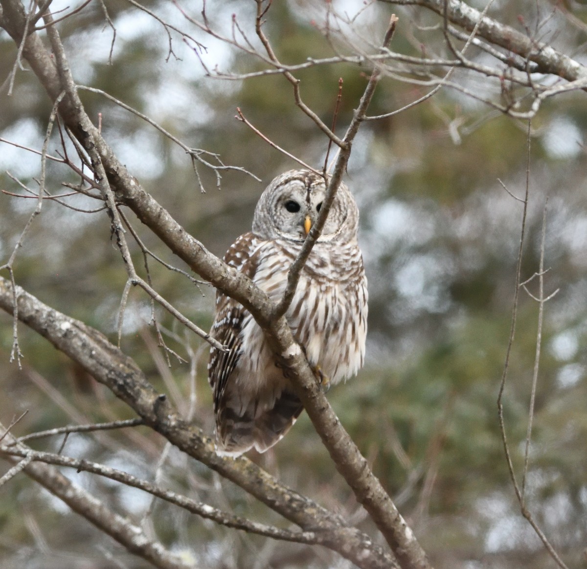 Barred Owl - Woody Gillies