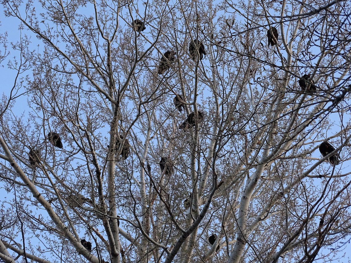 Turkey Vulture - ML293380581