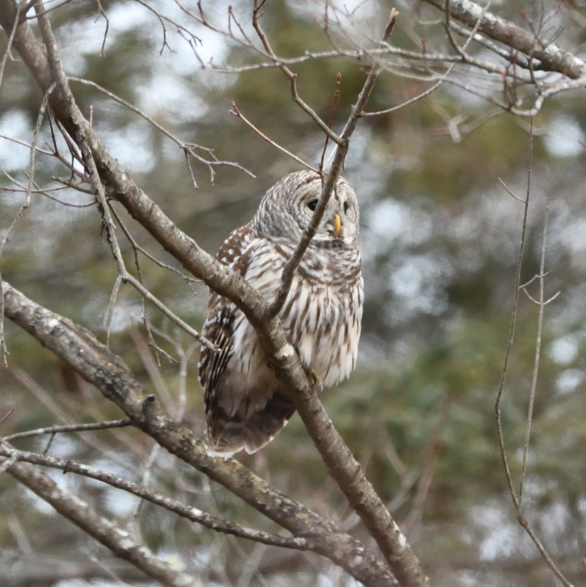 Barred Owl - ML293380901