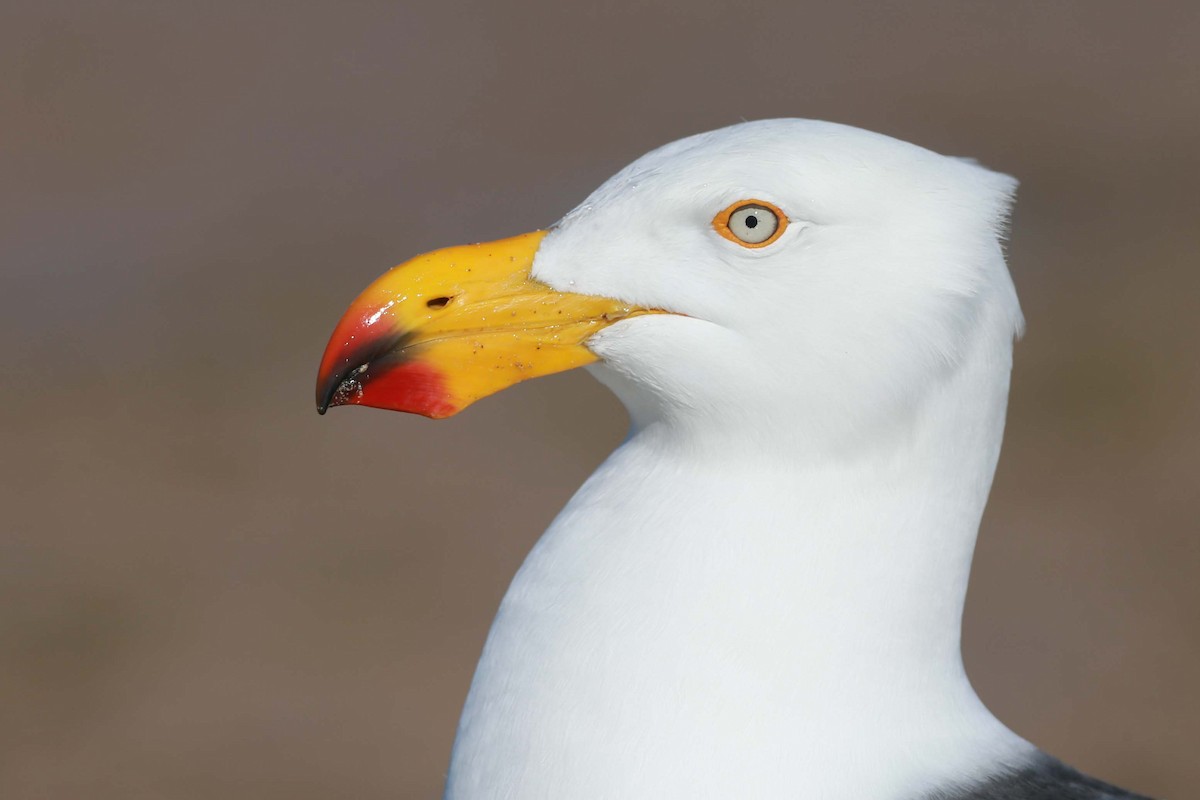 Pacific Gull - ML293382061