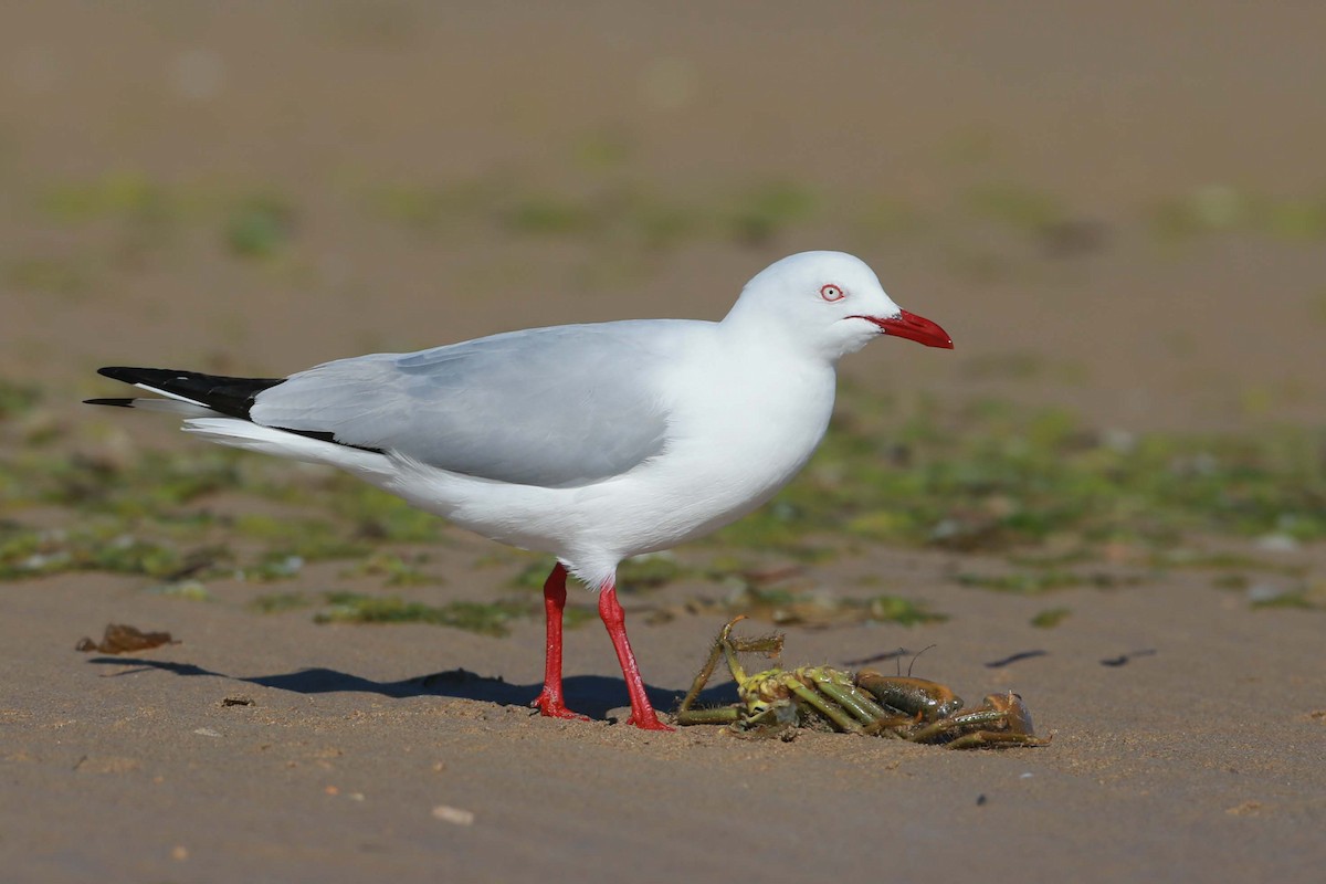 Silberkopfmöwe (novaehollandiae/forsteri) - ML293382111