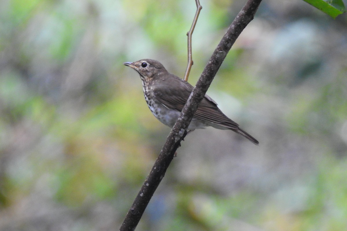 Swainson's Thrush - ML293382781