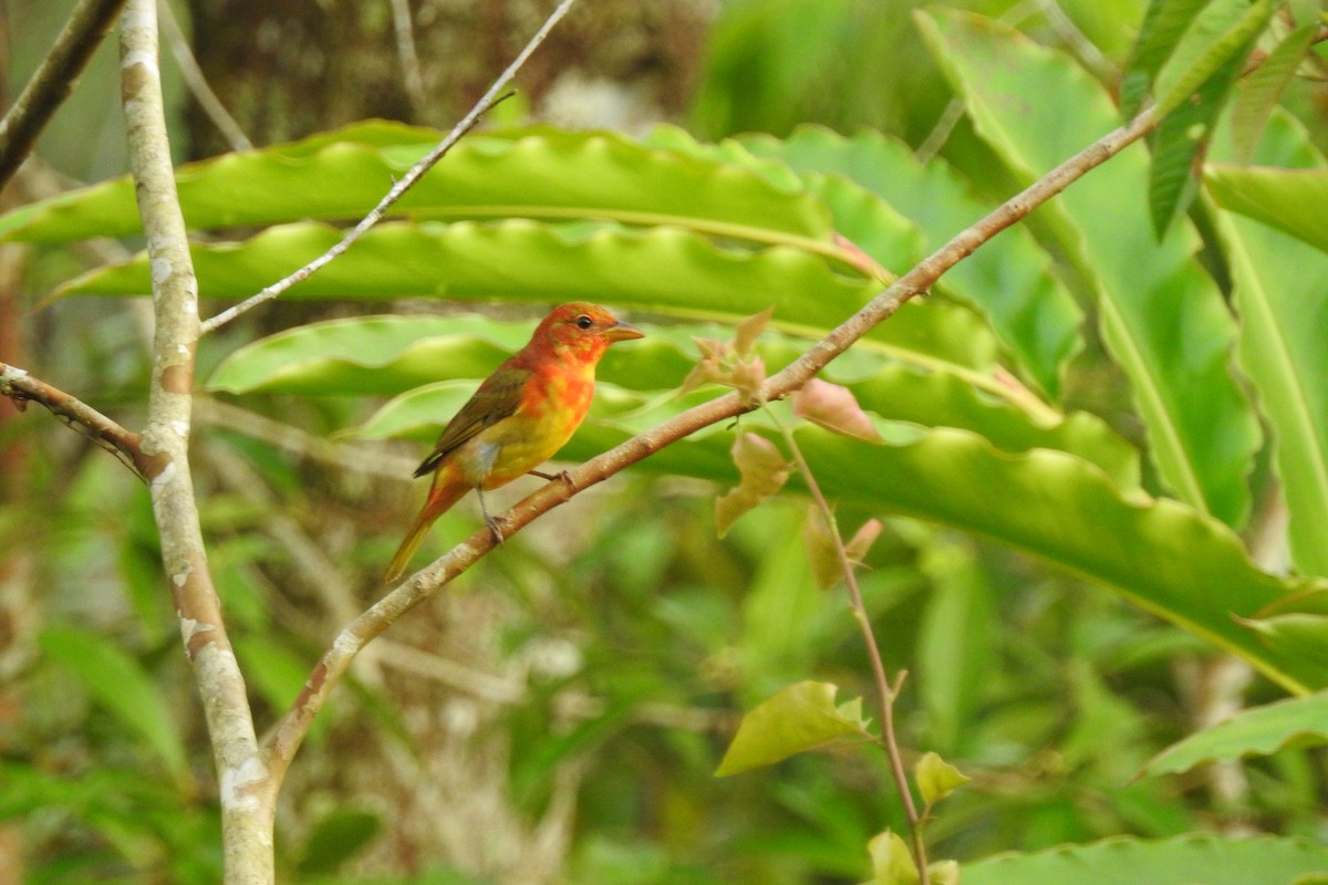 Summer Tanager - ML293383701