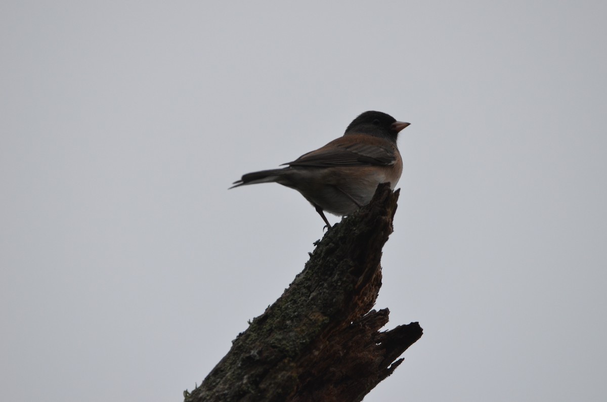 Dark-eyed Junco - ML293384901