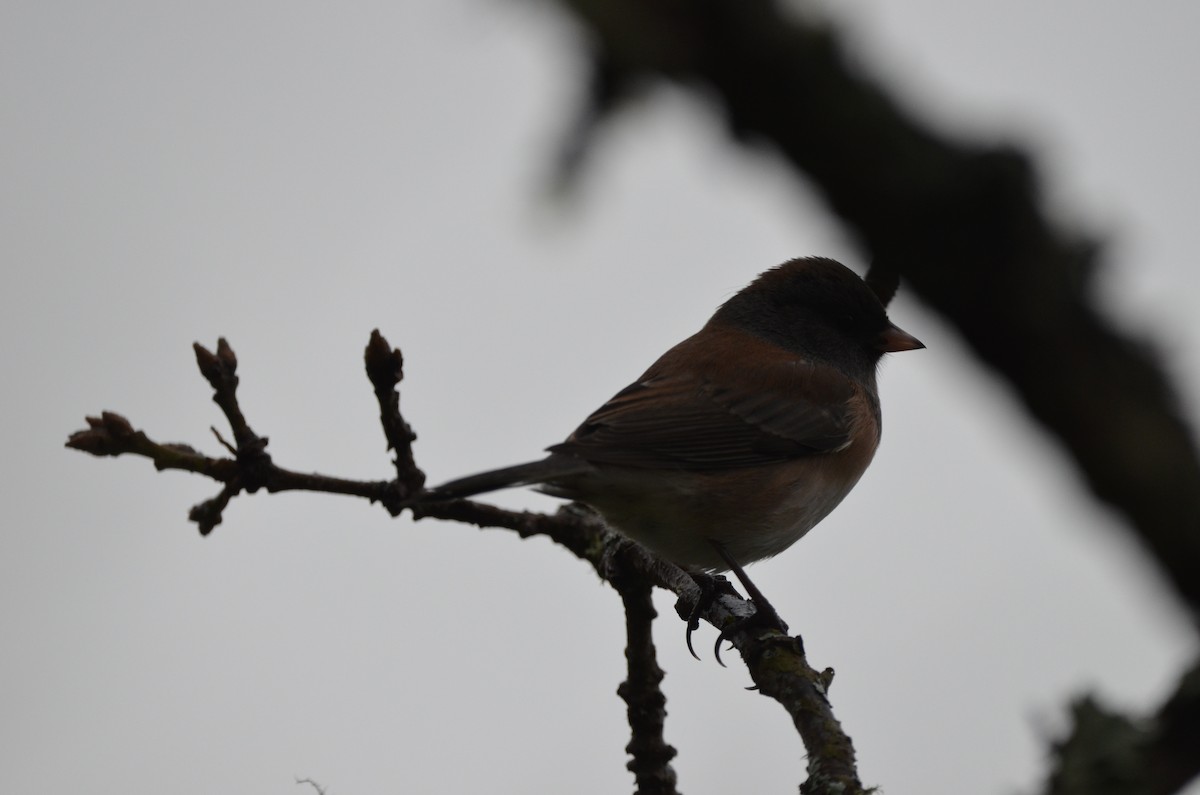 Dark-eyed Junco - ML293384941