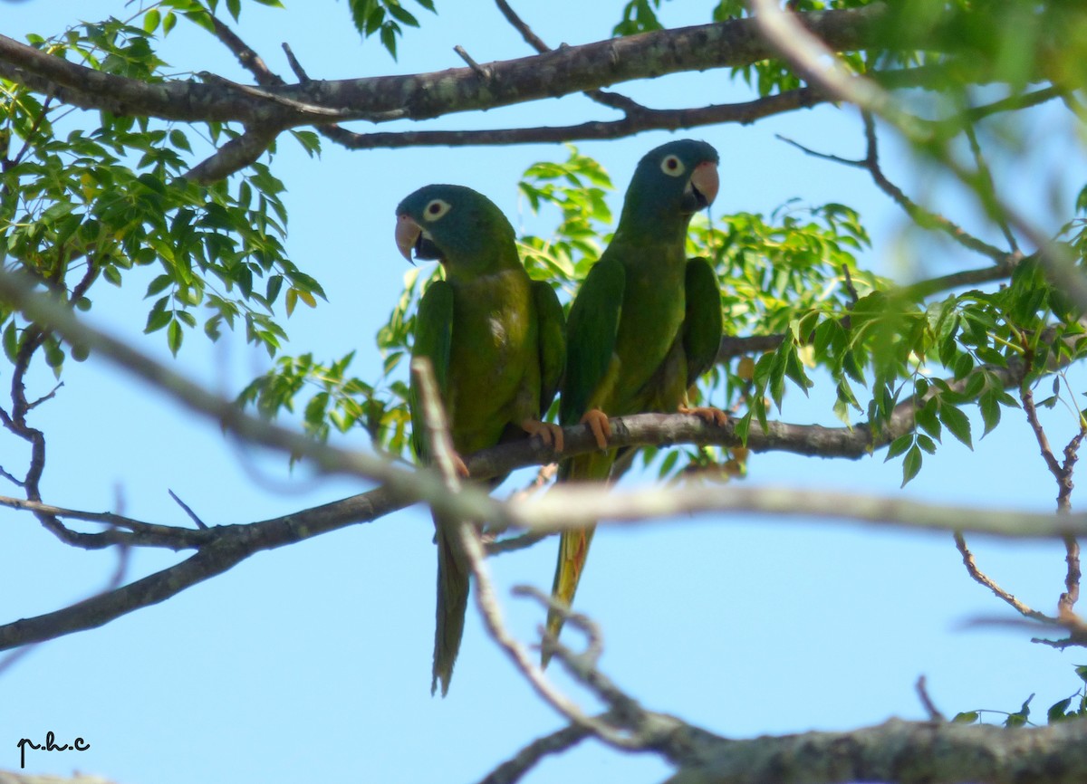 Blue-crowned Parakeet - ML293385041