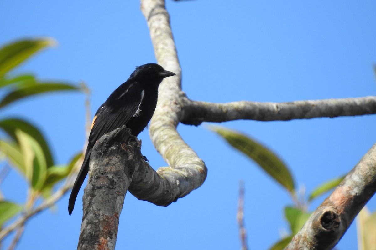 Fulvous-crested Tanager - Xiomara Capera Espinosa