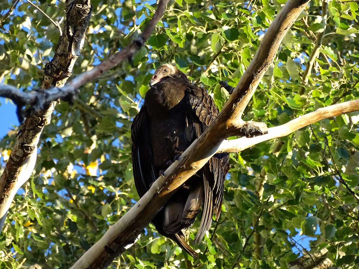 Turkey Vulture - ML293385961