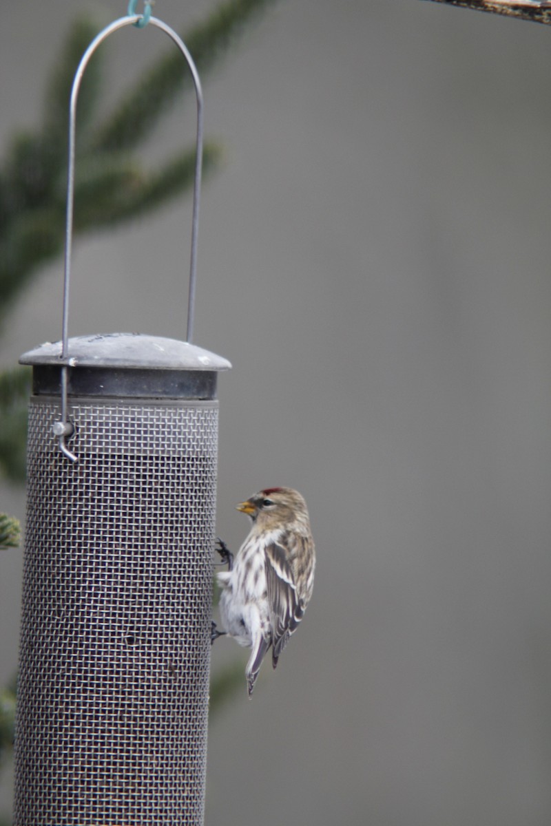 Common Redpoll - ML293386671