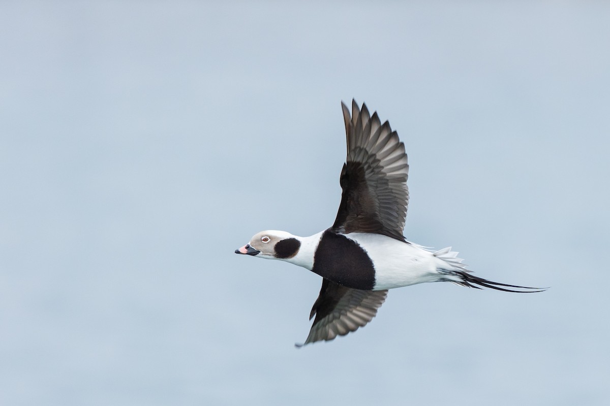 Long-tailed Duck - Brian Stahls