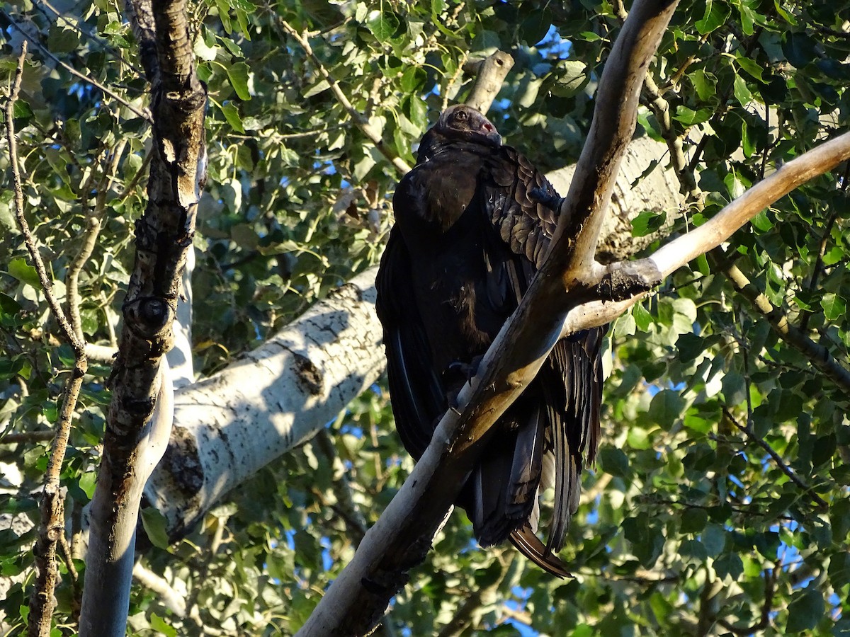 Turkey Vulture - ML293387411