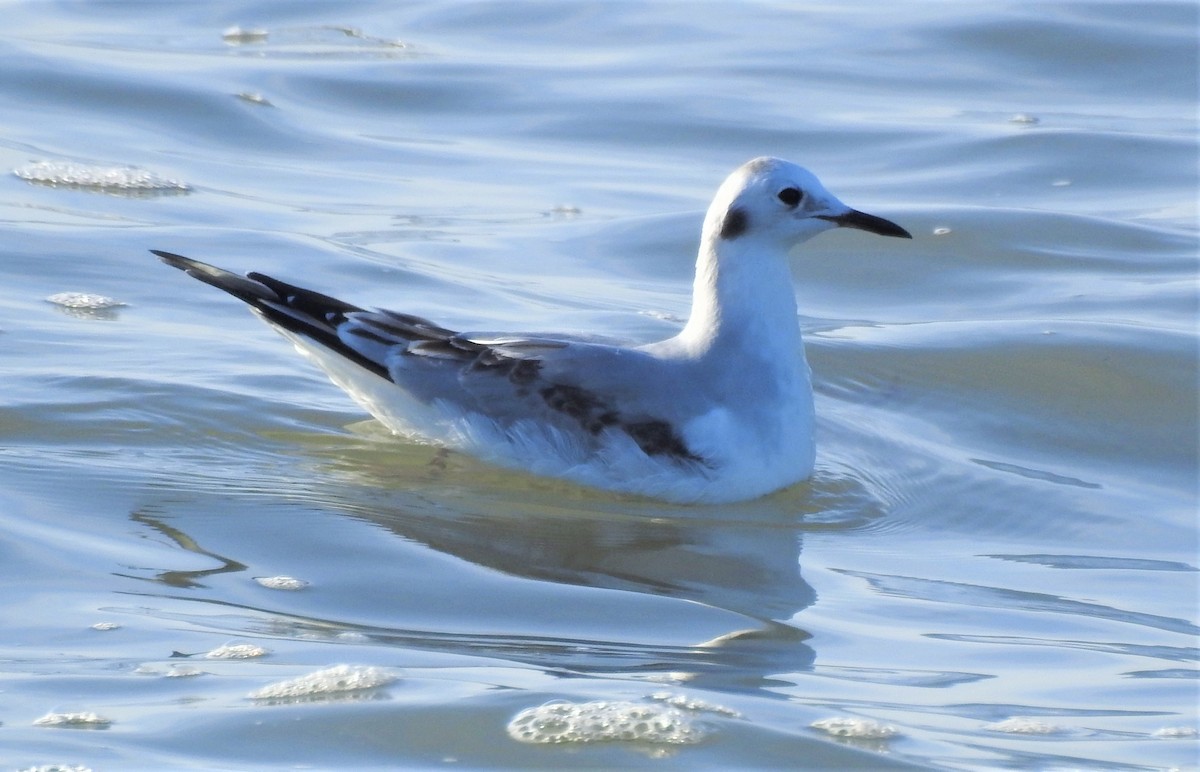 Bonaparte's Gull - Carol Baird Molander