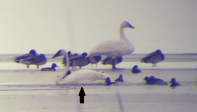 Trumpeter Swan - ML293389121