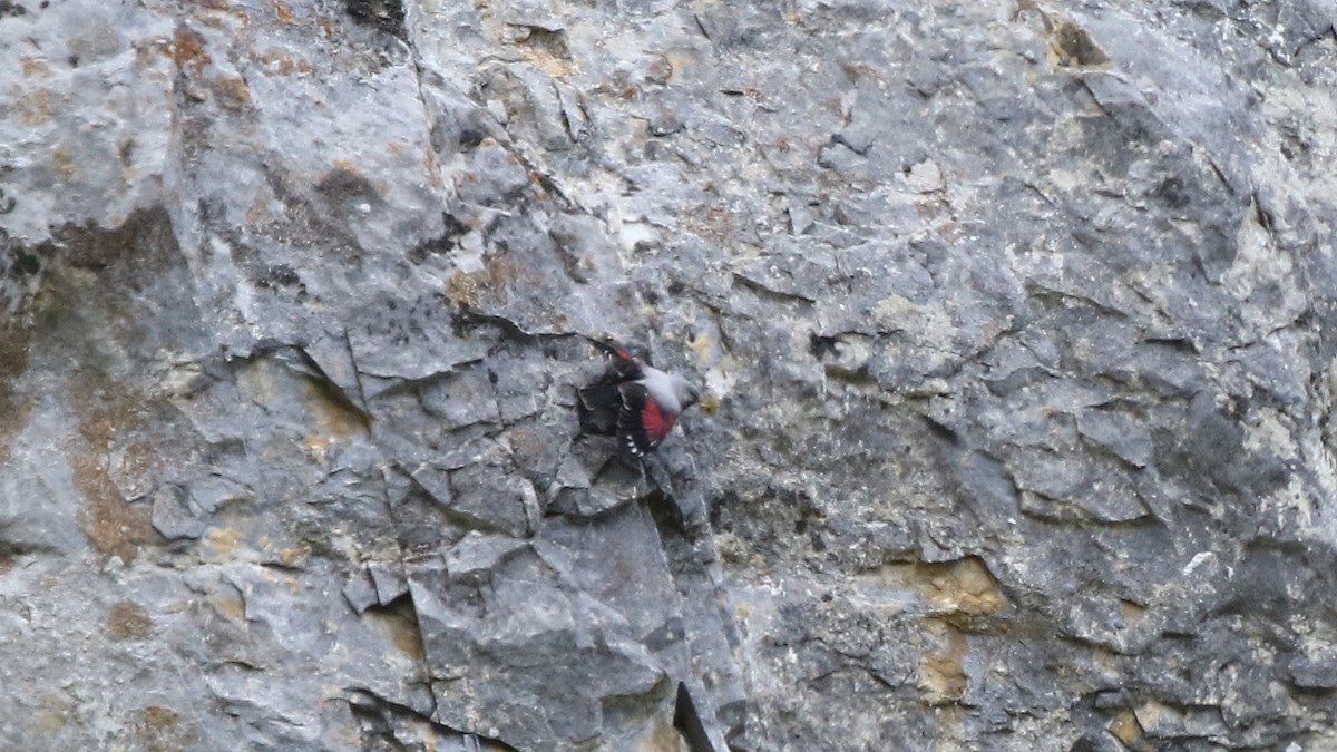 Wallcreeper - ML29339061