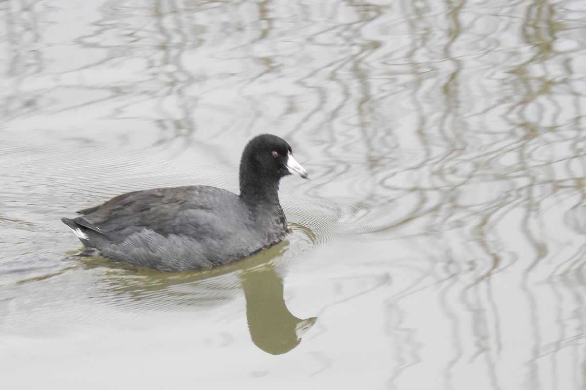 American Coot - Nancy Clogston