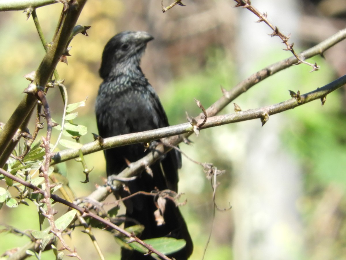 Groove-billed Ani - María Eugenia Paredes Sánchez