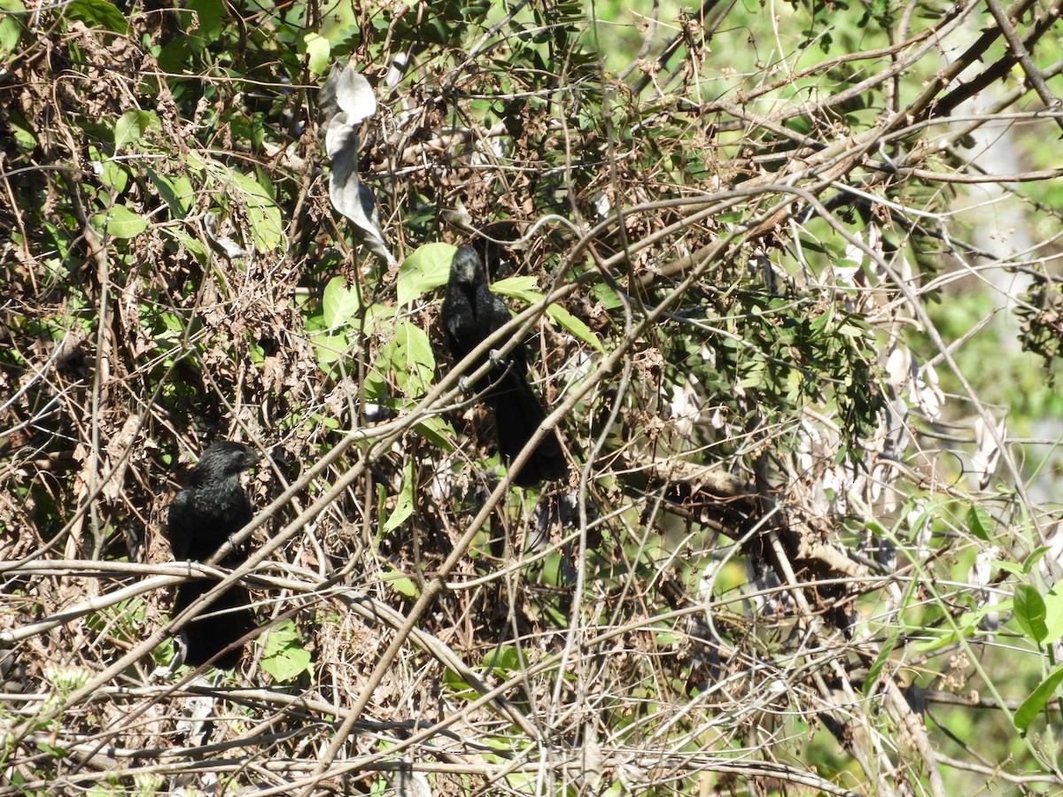 Groove-billed Ani - María Eugenia Paredes Sánchez