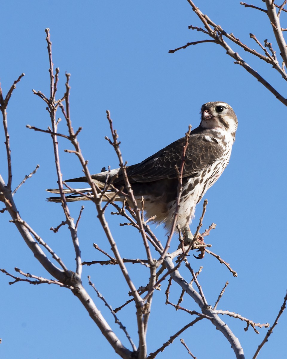 Prairie Falcon - ML293391141