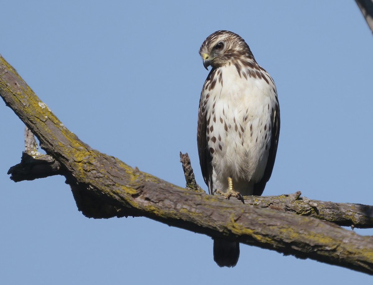 Broad-winged Hawk - Anonymous