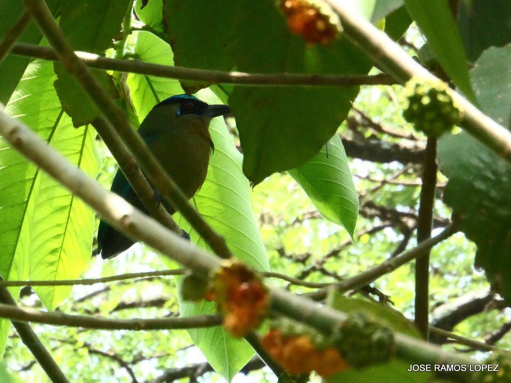 Lesson's Motmot - ML29339231