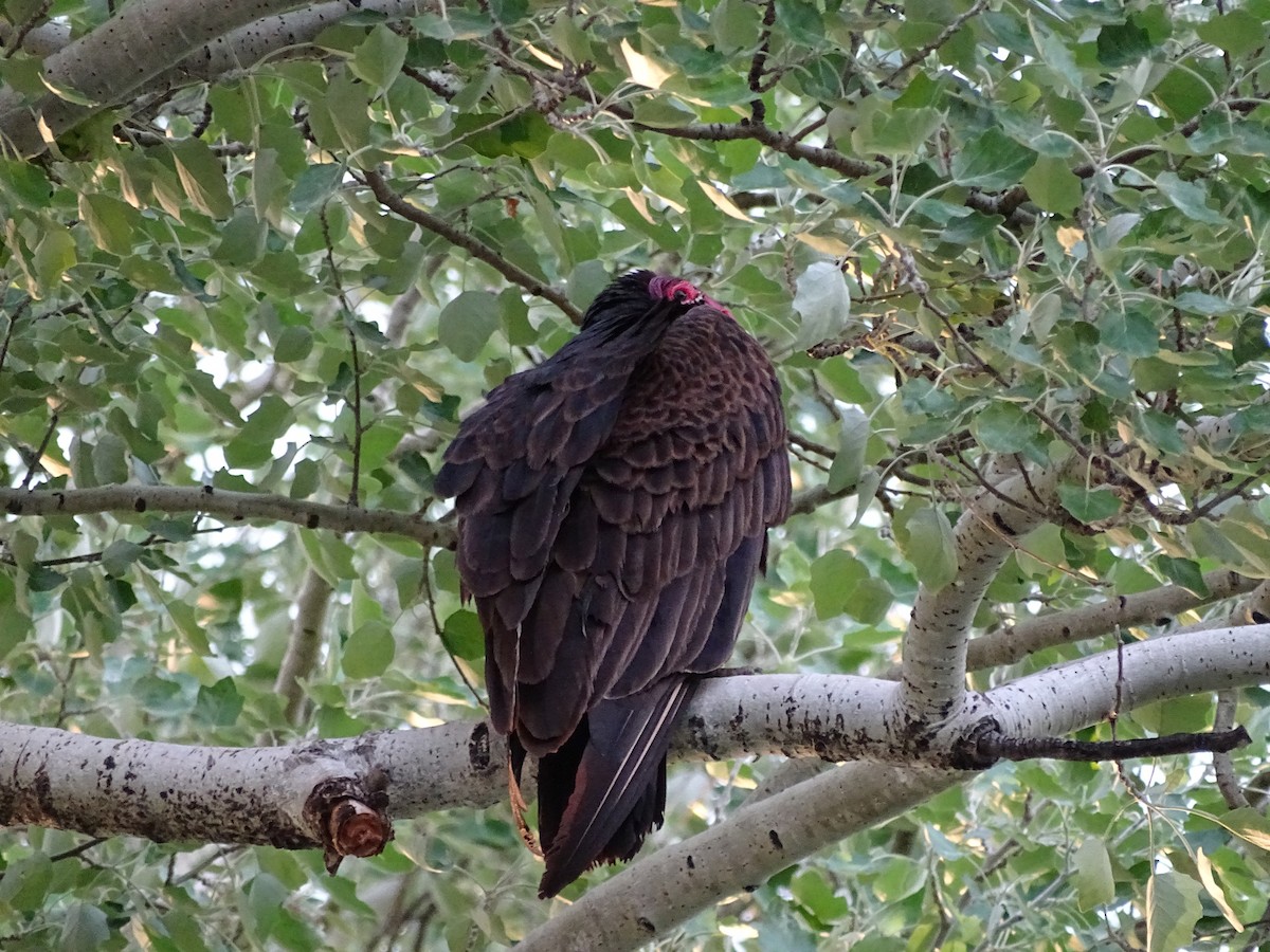 Turkey Vulture - ML293392961