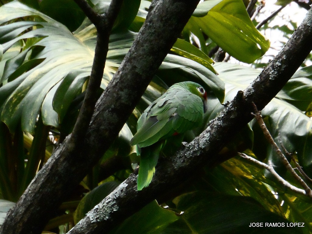 Red-lored Parrot - ML29339301