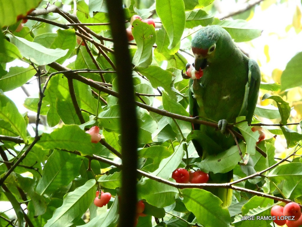 Amazona Frentirroja - ML29339311