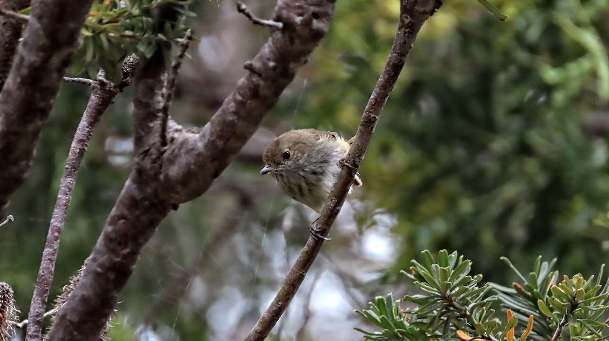 Brown Thornbill - ML293393741