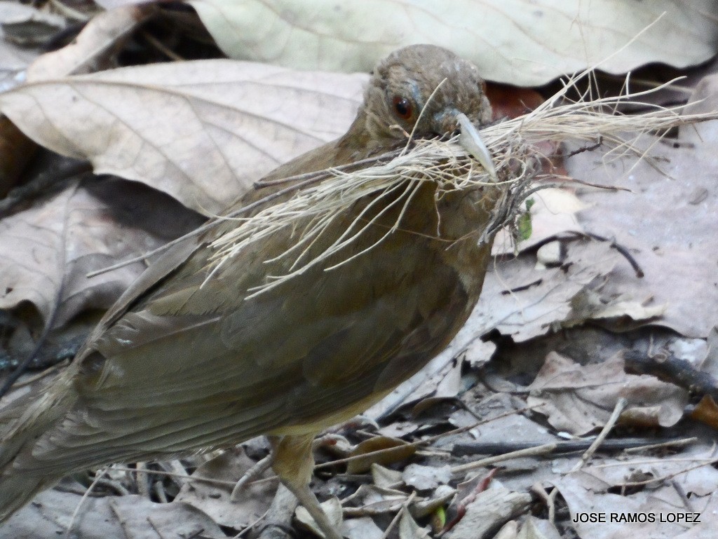 Clay-colored Thrush - ML29339401