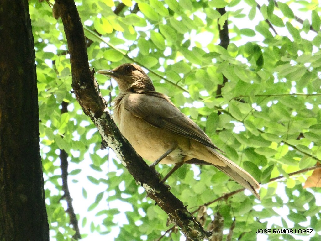 Clay-colored Thrush - ML29339411