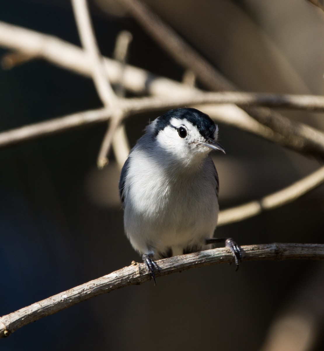 White-browed Gnatcatcher - ML293396851