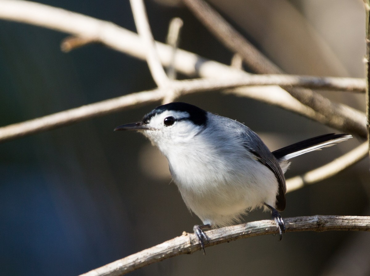 White-browed Gnatcatcher - ML293396871