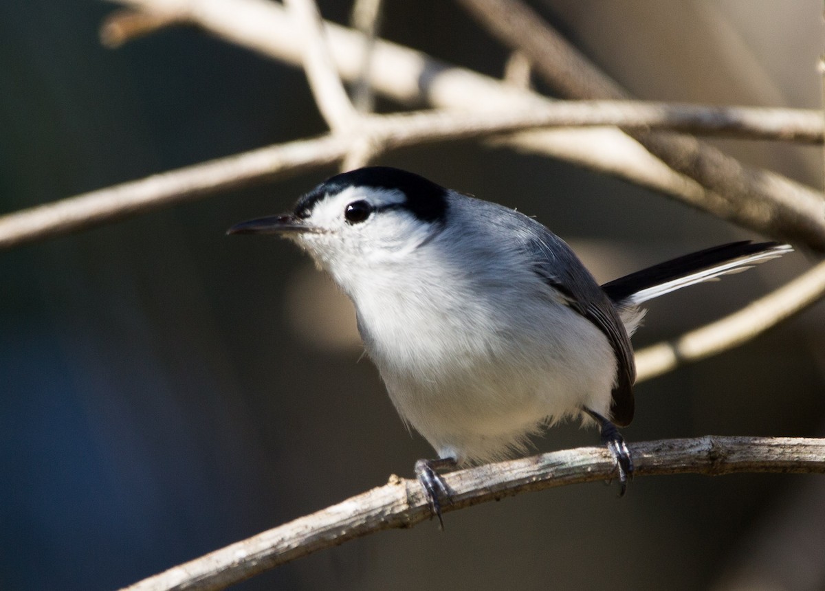 White-browed Gnatcatcher - ML293396921