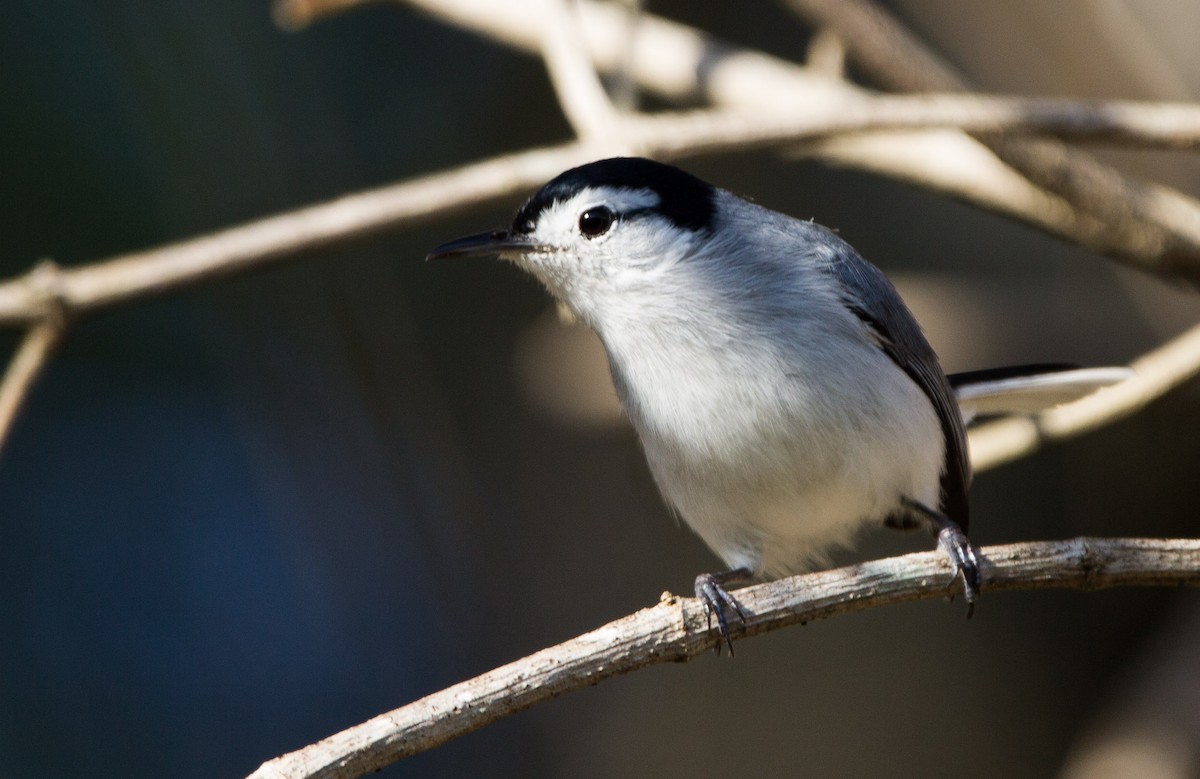 White-browed Gnatcatcher - ML293396951
