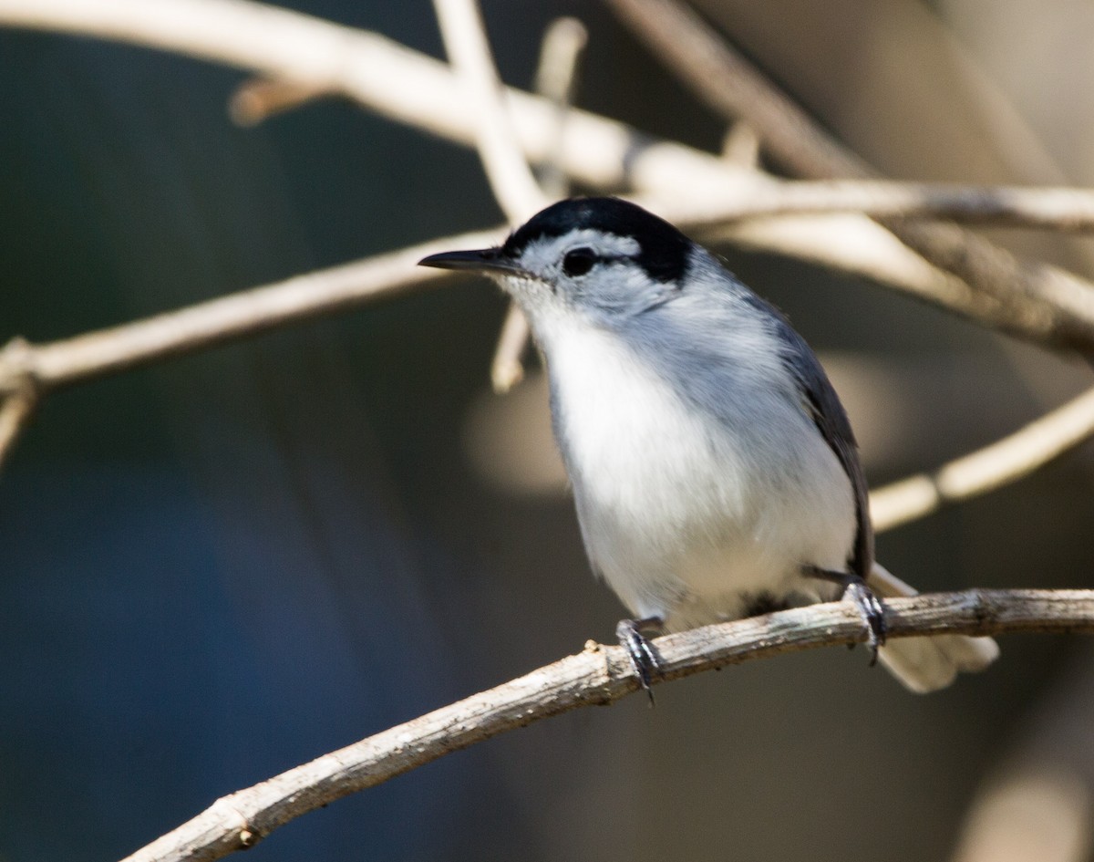 White-browed Gnatcatcher - ML293396971