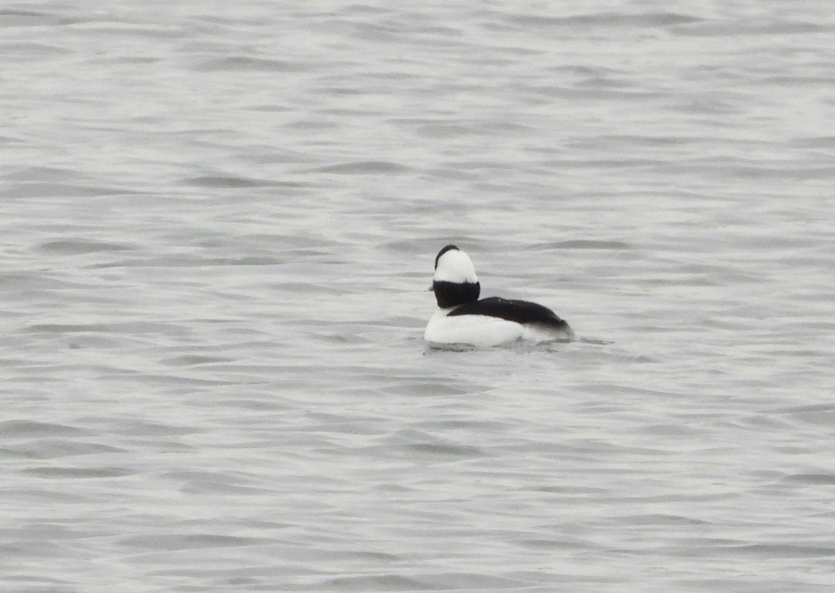 Bufflehead - ML293397161