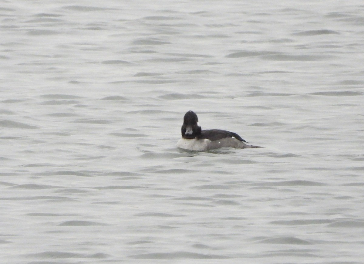 Bufflehead - ML293397321